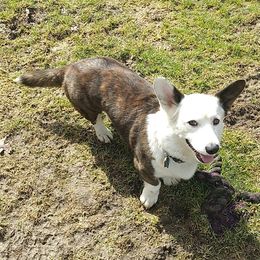 Bree - Cardigan Welsh Corgi