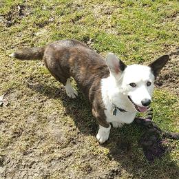 Bree - Cardigan Welsh Corgi