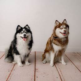 Pomsky puppies from Urban Miracle’s