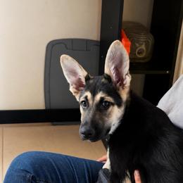 Maddie-in training - Black and tan female German Shepherd puppy in Yuba City, California from Barton’s German Shepherds