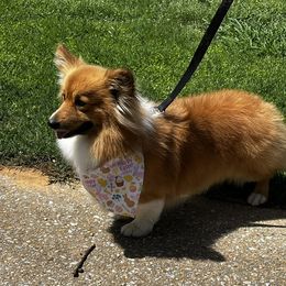 Ruger - Pembroke Welsh Corgi