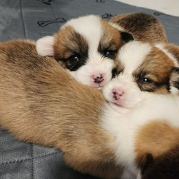 Pembroke Welsh Corgi Puppies from Corgis of Avalon