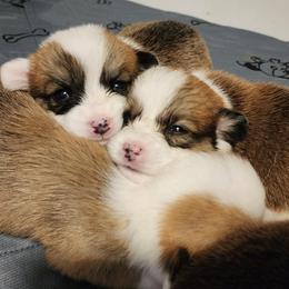 Pembroke Welsh Corgi Puppies from Corgis of Avalon