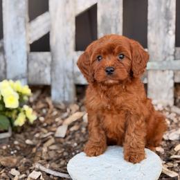 Tesla - Red male Cavapoo puppy in Oxford, Pennsylvania from FriendlyPals