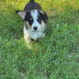 Batman - Black and tan male Pembroke Welsh Corgi puppy in Millsap, Texas from Punchy Pembroke Ranch