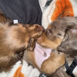 Dachshund All Grown Up from Mini Dots Mini Dachshunds