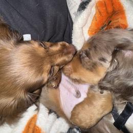 Dachshund All Grown Up from Mini Dots Mini Dachshunds