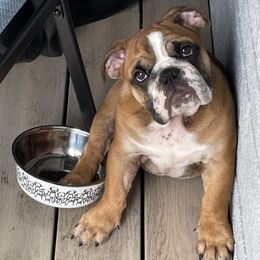 Bulldog Puppies from K & K Little Blessings