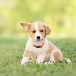 Red Collar - Tennessee - Red male Pembroke Welsh Corgi puppy in Waverly Hall, Georgia from 6g Ranch Corgis
