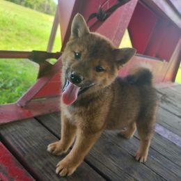 Shiba Inu Puppies from Fountains Courageous