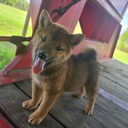 Shiba Inu Puppies from Fountains Courageous