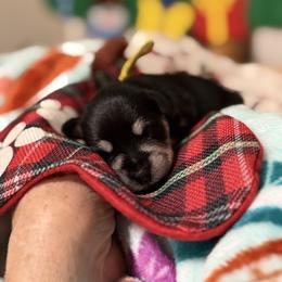 Amy - Black and silver female Miniature Schnauzer puppy in Brownwood, Texas from Texas Dreams Mini Schnauzers