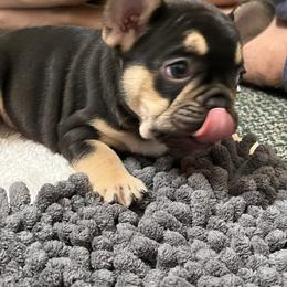 French Bulldog Puppies from Gichigami French Bulldogs