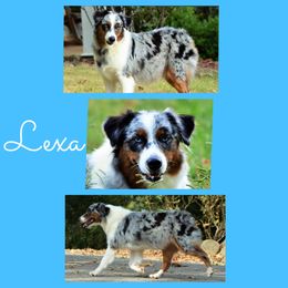 Lexa - Australian Shepherd