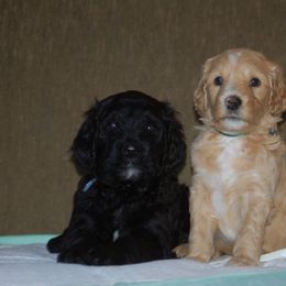 Double Doodle, Goldendoodle, and Poodle Puppies from Top of the Hill Doodles