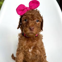 Pixie - Apricot female Goldendoodle puppy in Mount Pleasant, Tennessee from Doodle My Heart