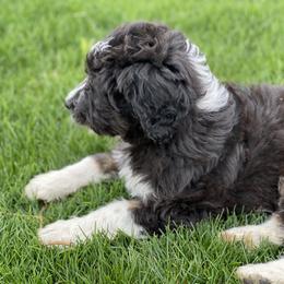Aussiedoodle, Australian Shepherd, and Miniature Australian Shepherd Puppies from Amie's Aussies & Doodles