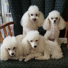 Poodles from Chantur Poodles