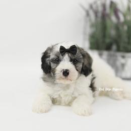 Ace (Brown Collar Boy) - Merle male Cavapoo puppy in Republic, Missouri from Red Skye Puppies