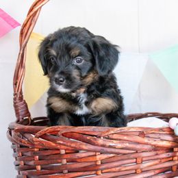 Orange  ASH - Phantom Bernedoodle puppy in Dugway, Utah from Luv4Bernedoodles