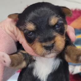 Cookie - Black and tan female Yorkshire Terrier puppy in Chickasha, Oklahoma from SISSYS YORKIES