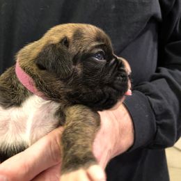 Boxer Puppies from Agape Boxers