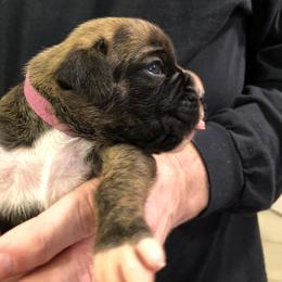 Boxer Puppies from Agape Boxers