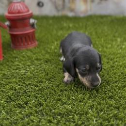 Black and Cream Smooth Female (brindle points) - Black and cream female Dachshund puppy in Killeen, Texas from Southern Dachshunds