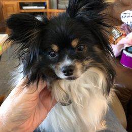 Papillon Puppies from AZSunshine K9's