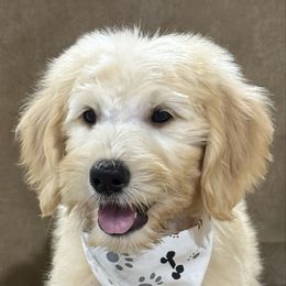 Pup3 - Light golden male Golden Retriever puppy in Wortham, Texas from Rogers Pups