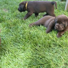 Labrador Retriever Puppies from Spellcast Labradors