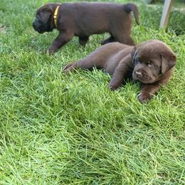 Labrador Retriever Puppies from Spellcast Labradors