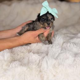 Mocha - Tri-color female Bernedoodle puppy in Sweetwater, Florida from Sandy Snout Doodles