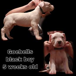 Boy 4 -black boy - White male Dogo Argentino puppy in Blythe, California from Dogos del Gran Reino