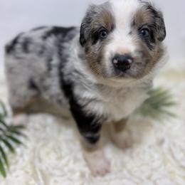 Valor - Blue Collar - Blue merle male Australian Shepherd puppy in San Marcos, California from Faith Family Freedom Farm