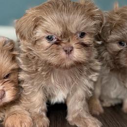 Girl 1 - Lilac female Shih Tzu puppy in Union City, Georgia from Chinx Puppy Songs