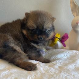 AKC Sweet Lil Ellie (SOLD) - Orange sable female Pomeranian puppy in Parker, Colorado from Nikki’s lil Pomeranians