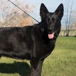 German Shepherds from AngelDay Shepherds