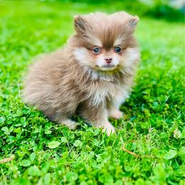 Schnitzel - Chocolate and tan male Pomeranian puppy in Buck Valley, Pennsylvania from Buck Valley Pomeranians