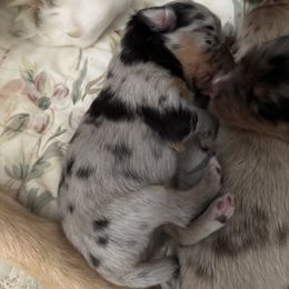 Bluebell - Blue merle female Australian Shepherd puppy in East Hartford, Connecticut from CT Aussies