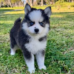 Honey - Black and white female Pomsky puppy in La Verne, California from Red Cedar Pomskies