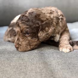 Dopey - Chocolate male Goldendoodle puppy in Allegan, Michigan from Cocoa Doodles