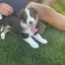 Boy 2 - Red Australian Shepherd puppy in Surprise, Arizona from Magley Ranch Aussies