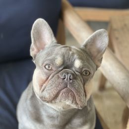 Niko - French Bulldog