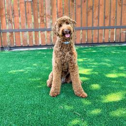 Cielo GUARDIAN HOME - Red  female Goldendoodle puppy in Dallas County, Texas from Dream A Little Doodle