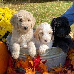 Goldendoodles from Finger Lakes Premium Goldendoodles