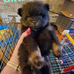 Pomeranian Puppies from Kegler Pomeranians