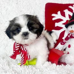 AKC Grace - Tricolor female Shih Tzu puppy in Greenville, South Carolina from Babyface Shih Tzu