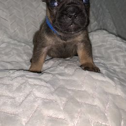 French Bulldog Puppies from Bad, Boujee and Cute !