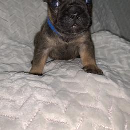 French Bulldog Puppies from Bad, Boujee and Cute !